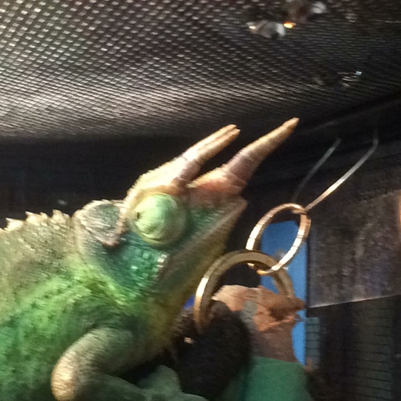 Meet your Posher, Diane & pals! 🦎Babies in video are 6 weeks old as of 12/1/22 - Picture 1 of 6